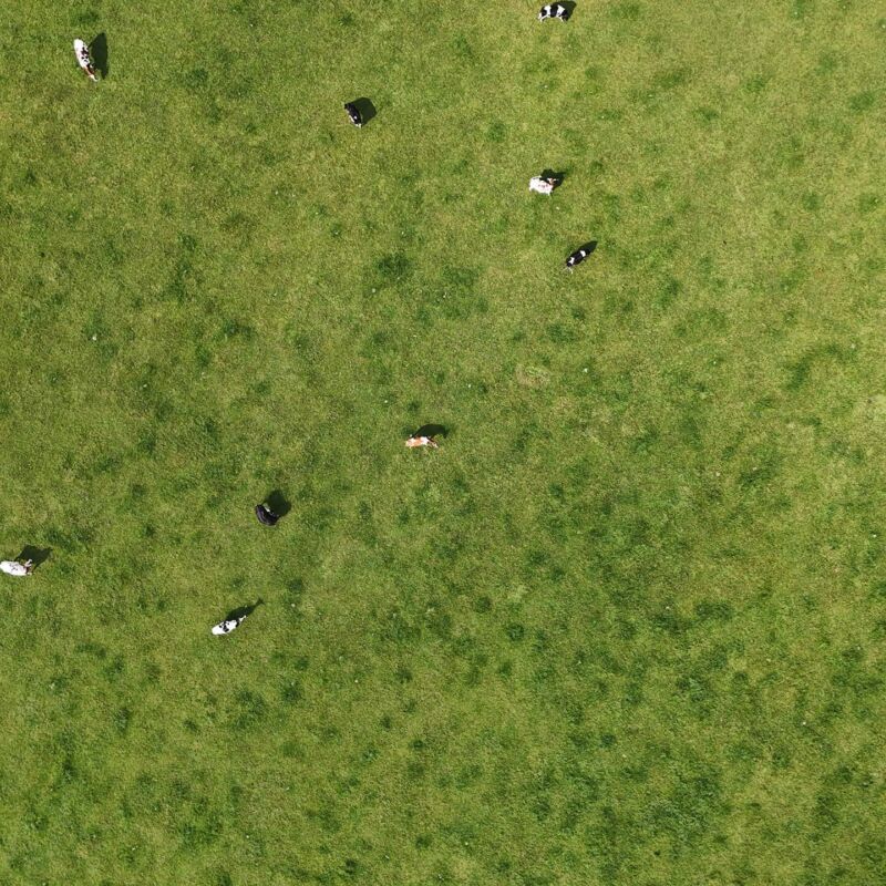 Luchtbeeld van koeien in een weide